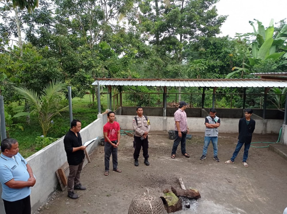 PENYERAHAN BIBIT TERNAK BABI UNTUK KELOMPOK TERNAK DI DUSUN KUANG MAYUNG DESA SURANADI